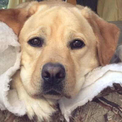 Profile Picture of Chris Vanzant (@vanjack) on Twitter