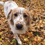Profile Picture of Finn McCool (@finn_mccool.pup) on Instagram