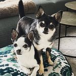 Profile Picture of James & Harvey (@james_and_harvey) on Instagram