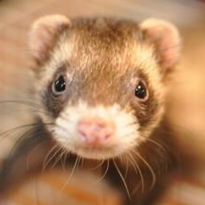 Profile Picture of はしばみ (@june_hazel_leaf) on Twitter