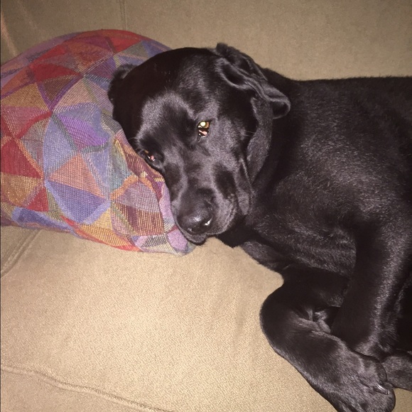 Profile Picture of Lori Pirrone (@loriann1965) on Poshmark