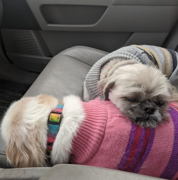 Profile Picture of Ariel Gruenewald (@arieldelao790) on Poshmark