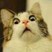 Profile Picture of Benjamin McClellan (@benjaminm3144) on Pinterest