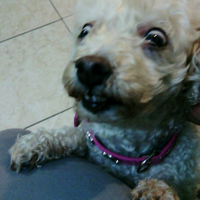 Jose Aldape Lopez - Twitter Profile Picture of Jose Aldape Lopez (@pepesoybronco) on Twitter