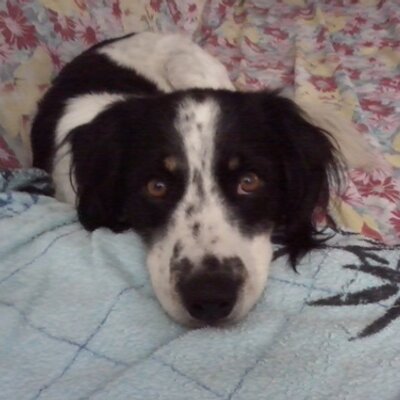 Profile Picture of Daniela Grillo (@DanielaGrillo1) on Twitter