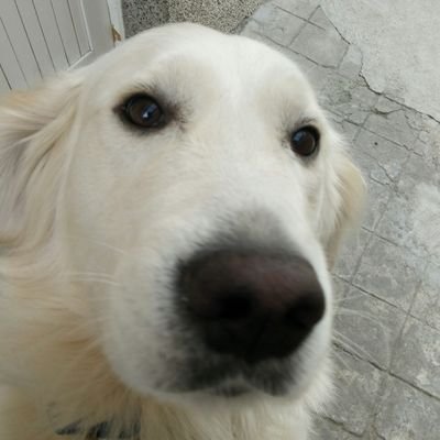 Profile Picture of John Savin (@flankerMKD) on Twitter