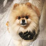 Profile Picture of Calypso Pomeranian (@calypso.pom) on Instagram
