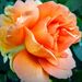 Profile Picture of Joy Carlsen (@joyzdzigns) on Pinterest