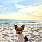 Profile Picture of Theodore Hal Mitchell (@partiwiththeo) on Instagram