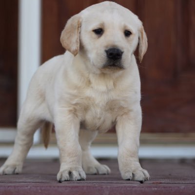 Profile Picture of Tom Thurston (@TommyT952) on Twitter