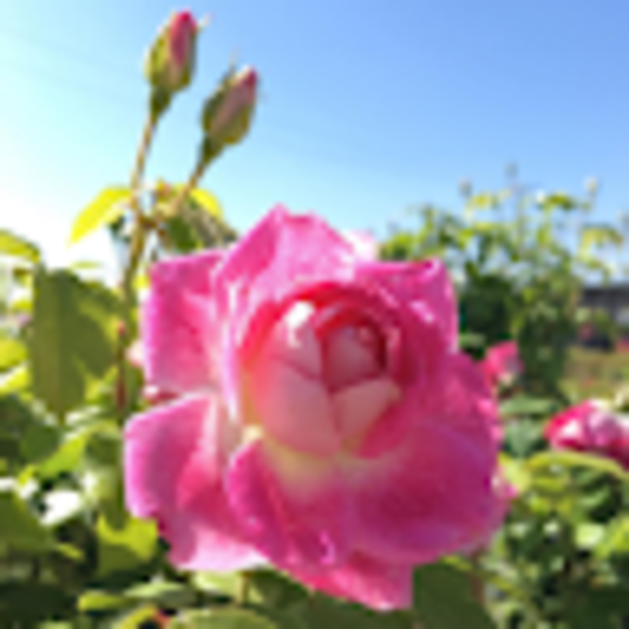 Profile Picture of Crystal Kamiyama (@crystal__k) on Poshmark