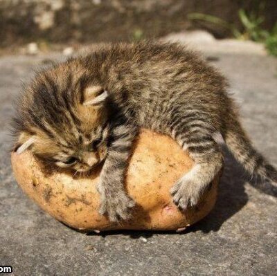 Profile Picture of Jillian Noble (@ButterSocket) on Twitter