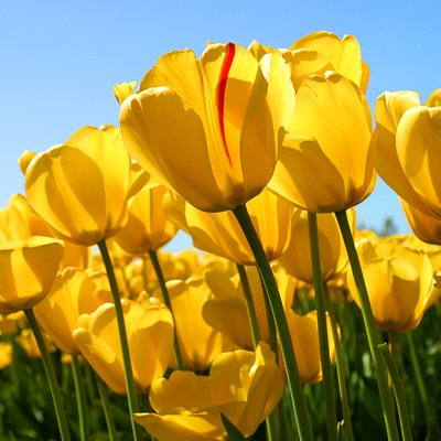 Profile Picture of Ngo Kieu Lan (@KieuLan8) on Twitter