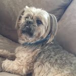 Profile Picture of cappy chino lyerly (@cappy_chino) on Instagram