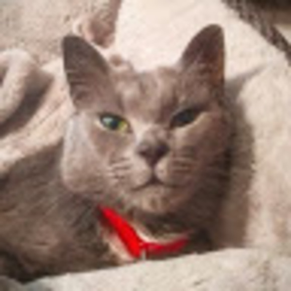 Danielle Bissett - Poshmark Profile Picture of Danielle Bissett (@d_bissett) on Poshmark