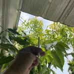 Profile Picture of Hentar Manuel (@Hentar-Manuel) on Facebook