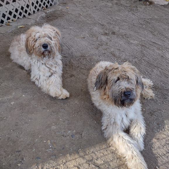 Profile Picture of Bev Schraufnagel (@bevjoe77) on Poshmark