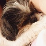 Profile Picture of Lola (@lola.luckytheshihtzu) on Instagram