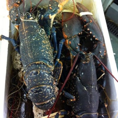 Profile Picture of David Sadi (@SadiDavid) on Twitter