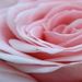 Profile Picture of Samar Abdullah (@samarabdullah94) on Pinterest