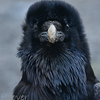 Profile Picture of cordovaraven (@cordovaraven) on Flickr