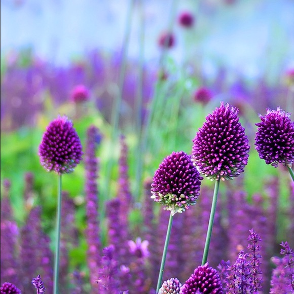 Chasity Fox - Poshmark Profile Picture of Chasity Fox (@foxxyc328) on Poshmark