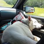 Profile Picture of Paul Pruett (@cvpub) on Instagram