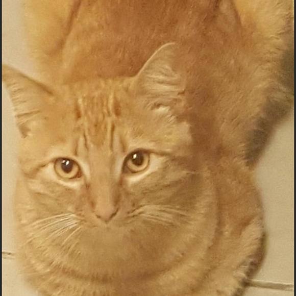 Profile Picture of Annie marie Ridao (@aridao) on Poshmark