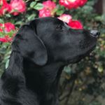 Profile Photo of Susan Bourne (@lincolnmylove_theblacklab) on Instagram