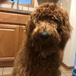 Profile Picture of Cindy Meyer (@labradoodle_steve) on Instagram