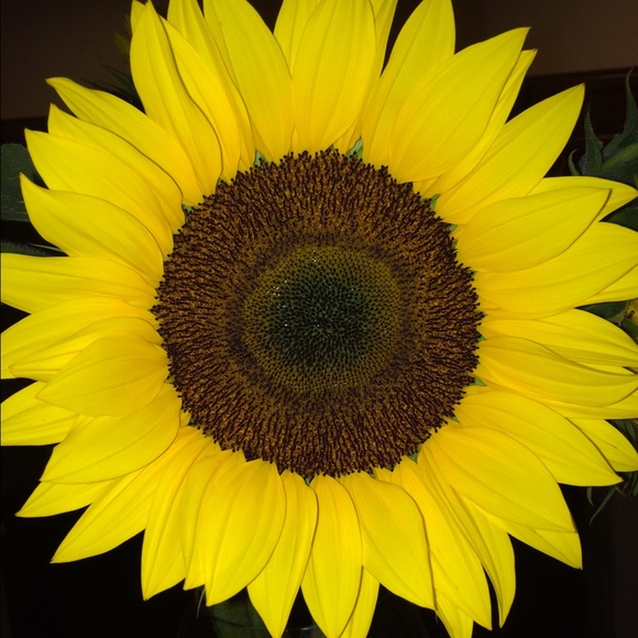 Profile Picture of Maria Arango (@mariaarango) on Poshmark