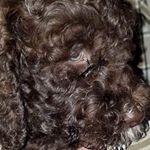 Profile Picture of Kevin ❤️ Bacon (@kevinluvsbacon) on Instagram