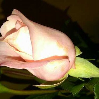 Profile Picture of Bella Allen (@HeavenlyBeverly) on Twitter