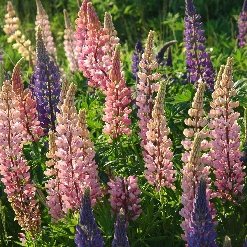 Profile Picture of Sandy Newton (@SandyNe32420269) on Twitter