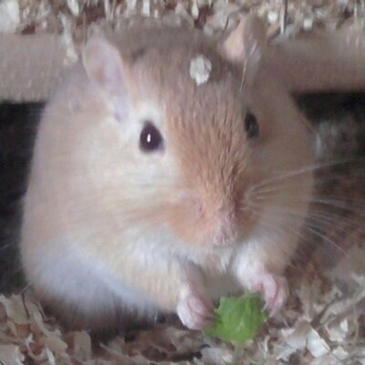 Profile Picture of Simone Becker (@renn_maus) on Twitter