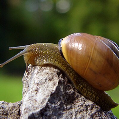 Profile Picture of Val Magee (@snailwoman) on Twitter