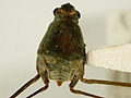 Profile Picture of Halobateson Wikipedia