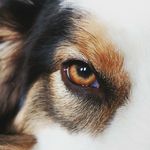 Profile Picture of Wiley Border Collie (@wiley_bordercollie) on Instagram