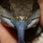 Profile Picture of Mike Hamblin (@Euc.saligna) on Flickr