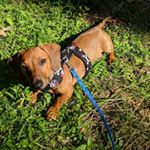 Profile Picture of Debbie Ingraham (@karucat) on Instagram