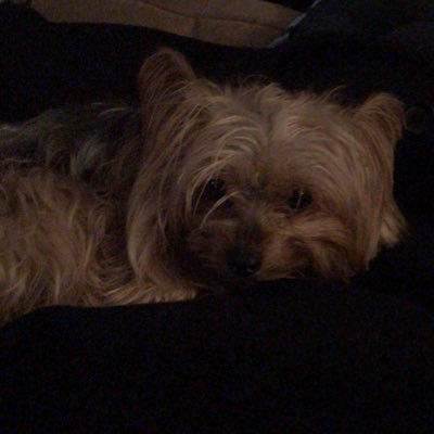 Profile Picture of Josie Duncan (@josiedu23578165) on Twitter