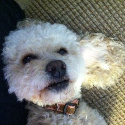 Profile Picture of Brandy Mayerski (@BrandyMaye1) on Twitter