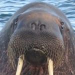 Profile Picture of Barry Stein (@barry.stein.58) on Instagram