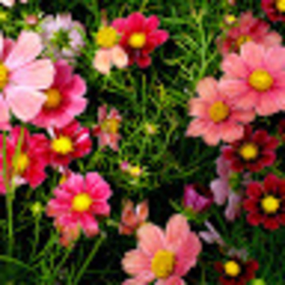 Profile Picture of Claire Pacaud (@cyokodoo) on Poshmark