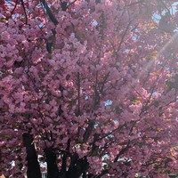 Profile Picture of Lara Reed (@lara-reed-13) on Quora