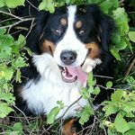 Profile Picture of Dominique Winter Calie (@caliedominique) on Instagram