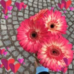 Profile Picture of Maya Berger (@Maya-Berger) on Facebook