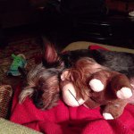 Profile Picture of Cindy Dorr (@cindydorr1) on Instagram