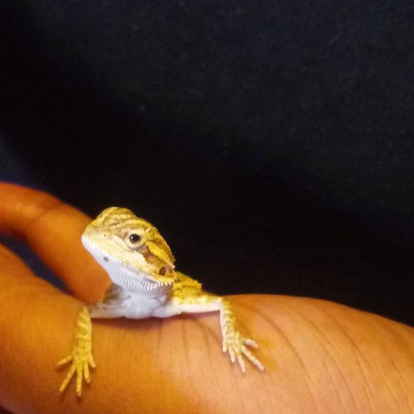 Profile Picture of Beatrix Cox (@beatrixcox) on Poshmark