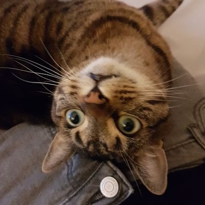 Profile Picture of Sir Lancelot (@StevePegram2) on Twitter